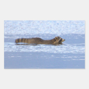 Racoon Swimming in Ocean Stickers