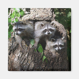 Racoon - The Three Amigos Magnet