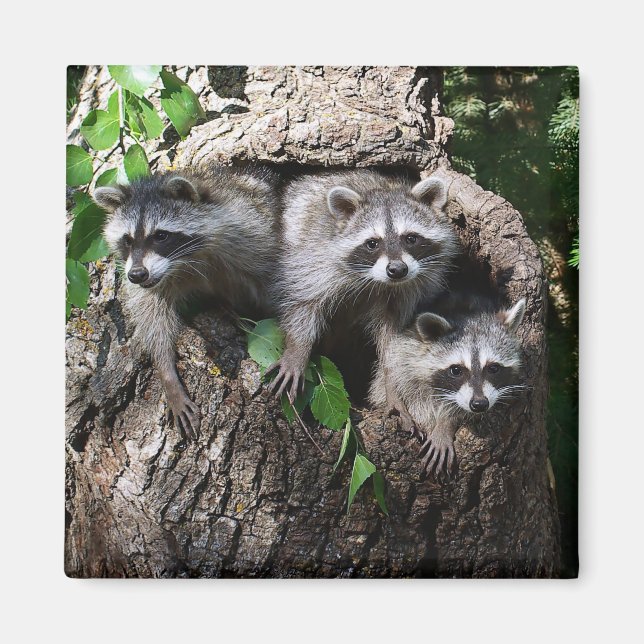Racoon - The Three Amigos Magnet (Front)