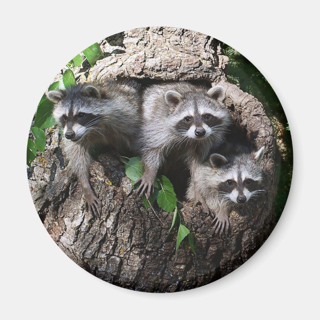 Racoon - The Three Amigos Magnet (Front)