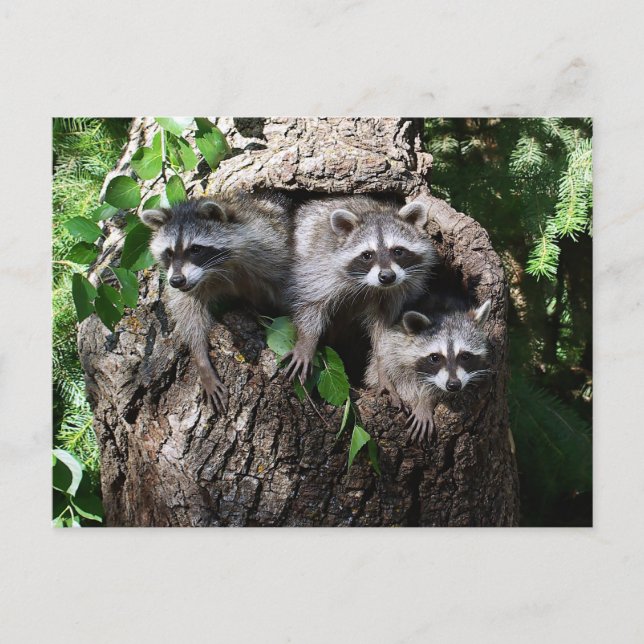 Racoon - The Three Amigos Postcard (Front)