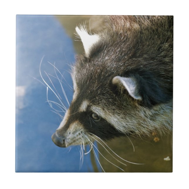 Racoon Tile (Front)