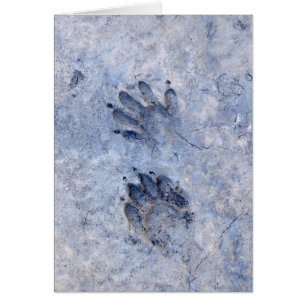 Racoon Tracks--1
