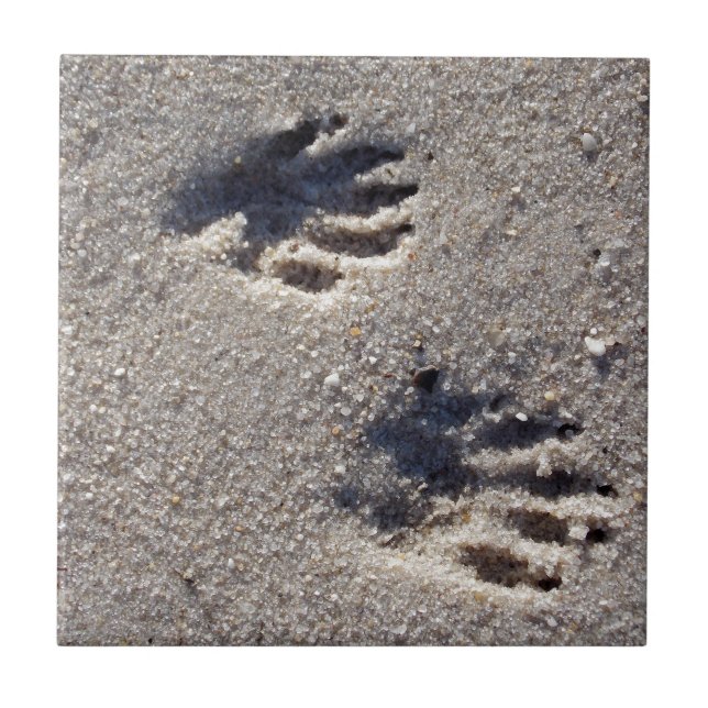 Racoon Tracks in the Sand Tile (Front)