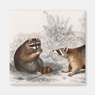 Racoon vintage illustrated magnet