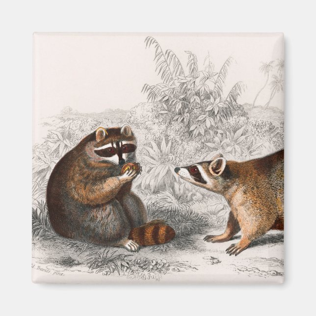 Racoon vintage illustrated magnet (Front)