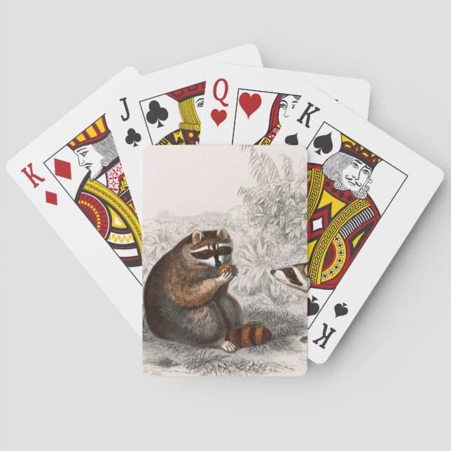 Racoon vintage illustrated playing cards (Back)