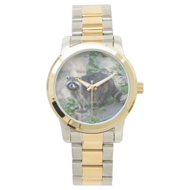 Racoon Watch (Front)