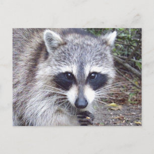 Racoon Wildlife Series # 8 Postcard