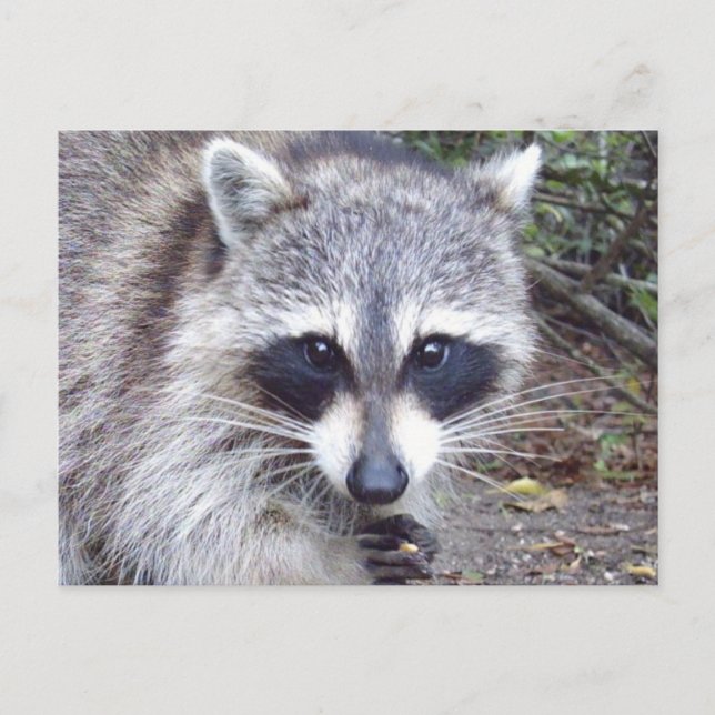Racoon Wildlife Series # 8 Postcard (Front)