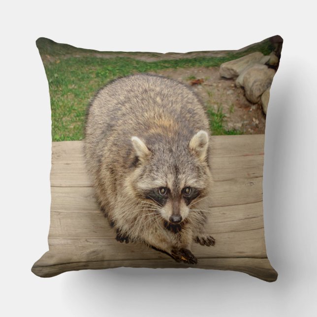 Racoon with a chip cushion (Front)