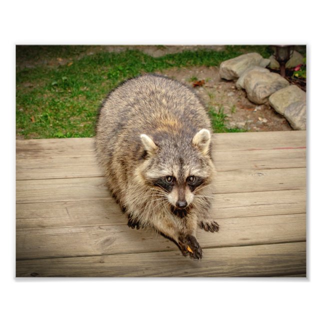 Racoon with a chip photo print (Front)