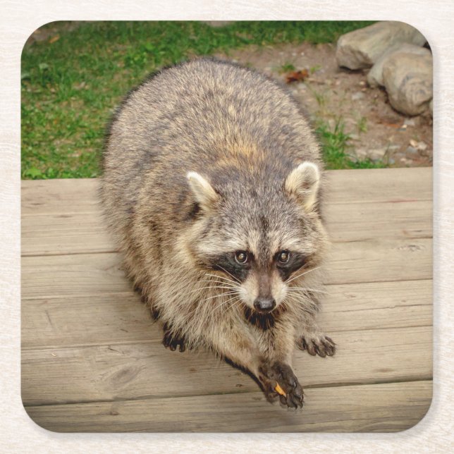 Racoon with a chip square paper coaster (Front)