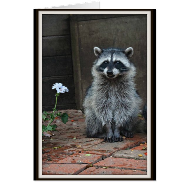 Racoon with White Flower (Front)
