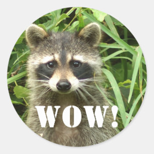 racoon, WOW! Classic Round Sticker