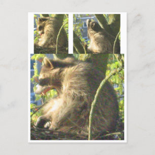 Racoon Yawning Postcard