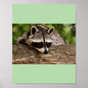 racoons poster
