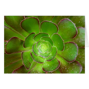 Radiant green succulent plant macro photography