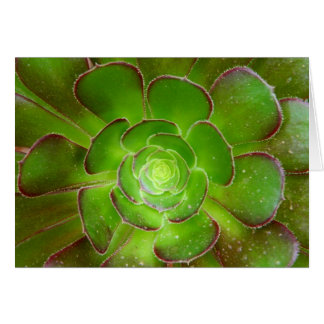 Radiant green succulent plant macro photography