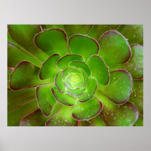 Radiant green succulent plant macro photography poster
