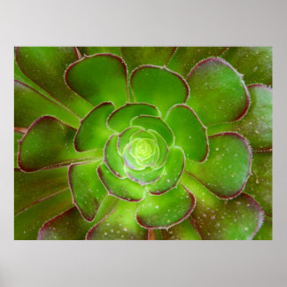 Radiant green succulent plant macro photography poster