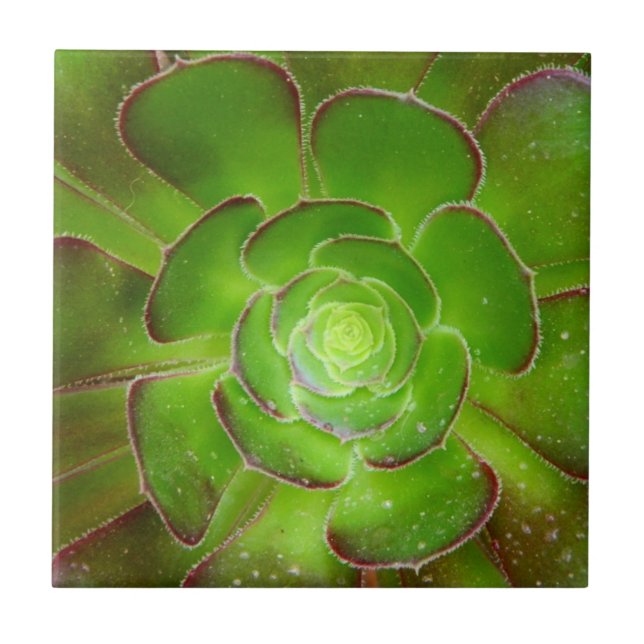 Radiant green succulent plant macro photography tile (Front)