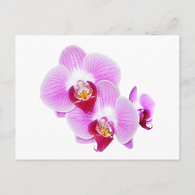 Radiant Orchid Closeup Photograph Postcard (Front)