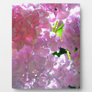 Radiant Pink Hydrangeas Plaque