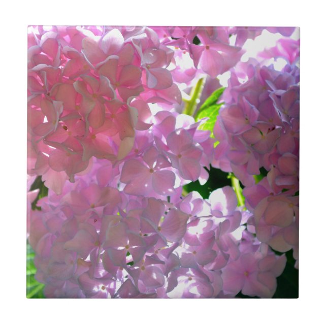 Radiant Pink Hydrangeas Tile (Front)
