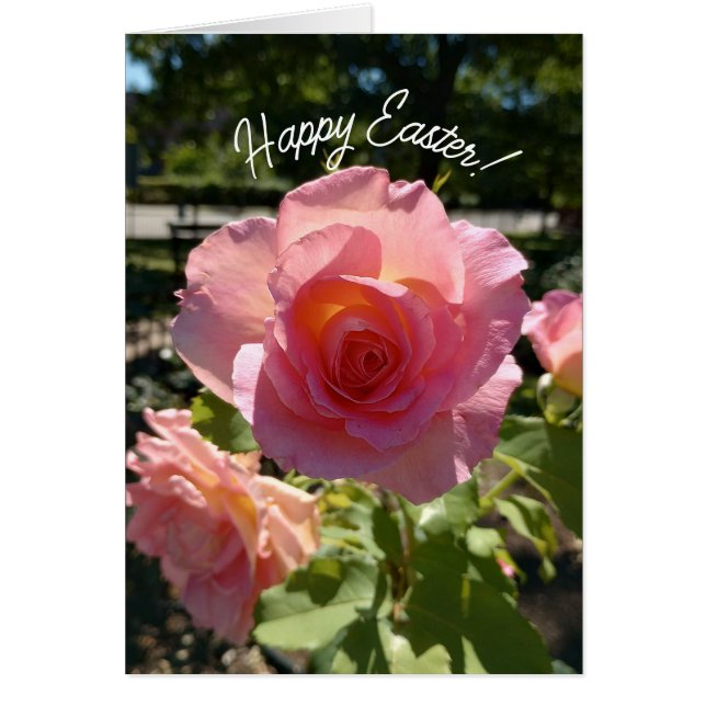 Radiant Pink Tea Rose Easter Card (Front)