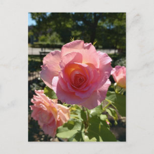 Radiant Pink Tea Rose Postcard