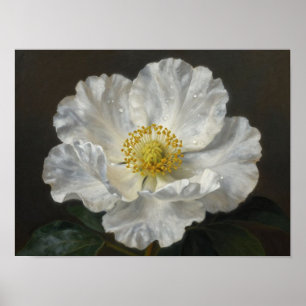 Radiant Purity: A Study of Luminous White Petals Poster