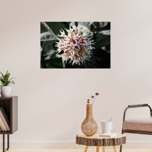 Radiant Purity: White Showy Milkweed Flower Photo Poster