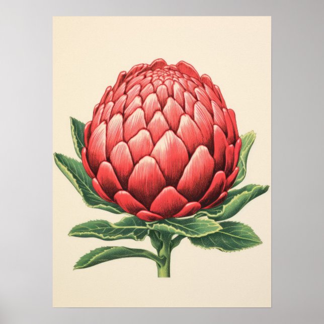 Radiant Red Protea Blossom Poster (Front)