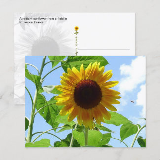 Radiant Sunflower, Provence, France -  Postcard