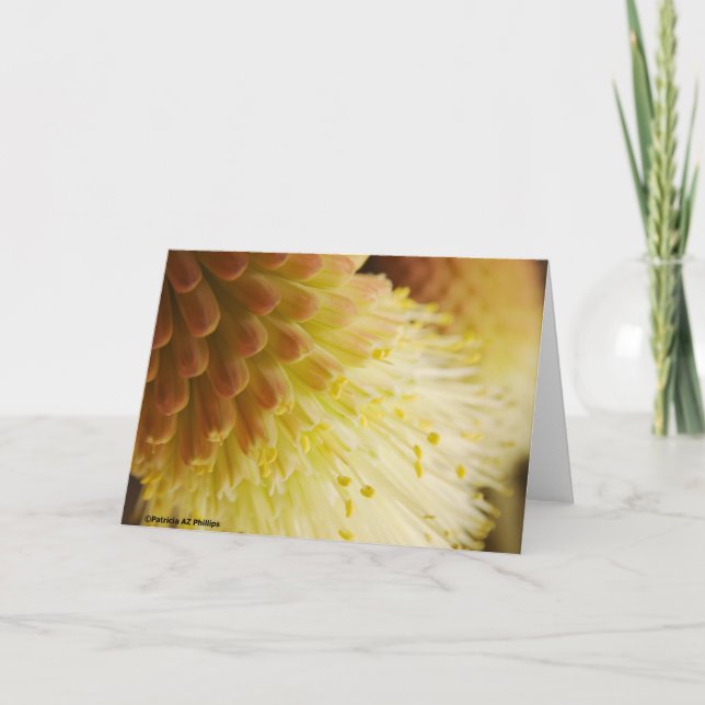 Radiant Torch Lily Flower Photograph Blank Inside Card (Front)