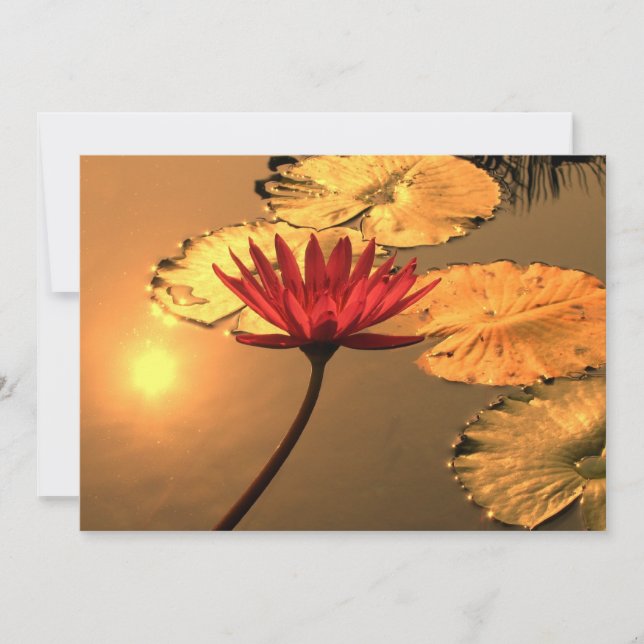 Radiant Water Lily with the Sun Reflecting (Front)