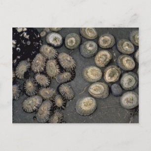Radiate limpet (Cellana radians) Shell Postcard