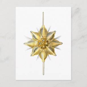 Radiolarian Postcard