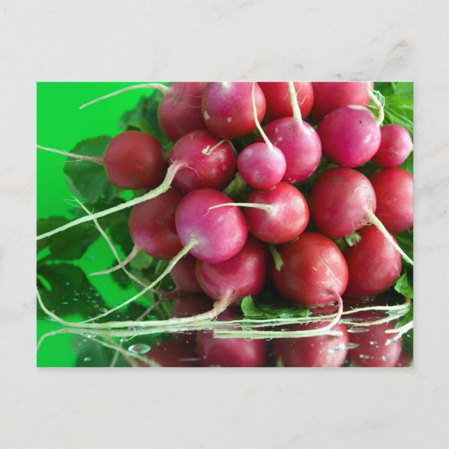 Radish Postcard (Front)