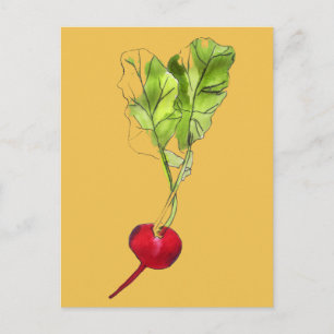 Radish vegetable watercolour illustration art postcard