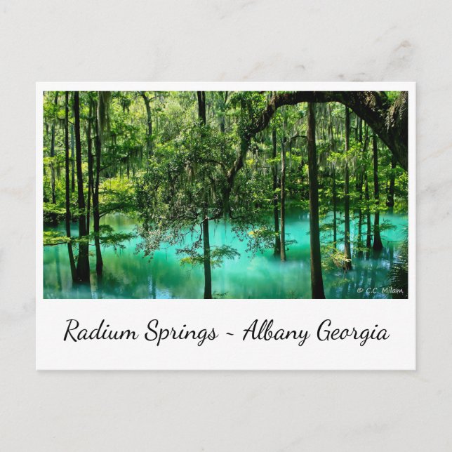 Radium Springs ~ Albany Georgia Postcard (Front)