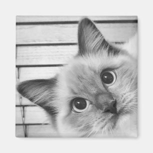 Ragdoll Alert! Magnet