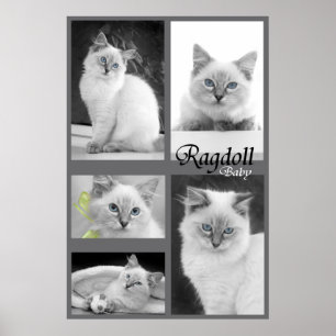 ragdoll baby poster 2