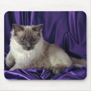 Ragdoll, blue point mouse pad