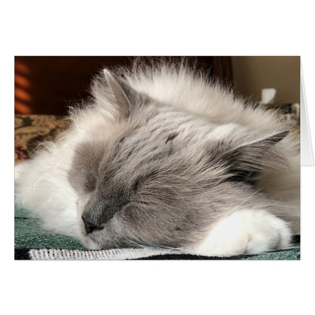 Ragdoll Cat (Front Horizontal)