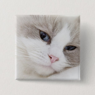 Ragdoll cat 15 cm square badge