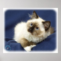 Ragdoll Cat 9W082D-011