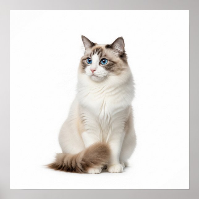 Ragdoll Cat Art Poster (Front)