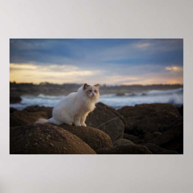 Ragdoll Cat At The Beach Poster (Front)